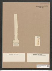 Pleurosigma subrectum Cleve (de-Toni-Nr.: Genus 13, Species 1005) Zeichnungen Sammlung Grunow Nr. 2041 (NHMW-BOT-W0368896)